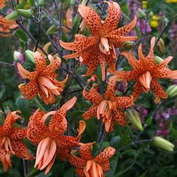 Lilium Lancifolium 'Flore Pleno, Double Tiger Lily, Lilium Tigrinum 'Flore Pleno',  Double-flowered Devil Lily, Species & Cultivars of Species Group, Summer flowering Bulb, Orange Lilies, Lily flower, Lily Flower